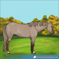 Horse Color:Liver Red Dun Rabicano 