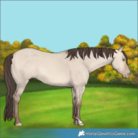 Horse Color:Amber Champagne Dun 