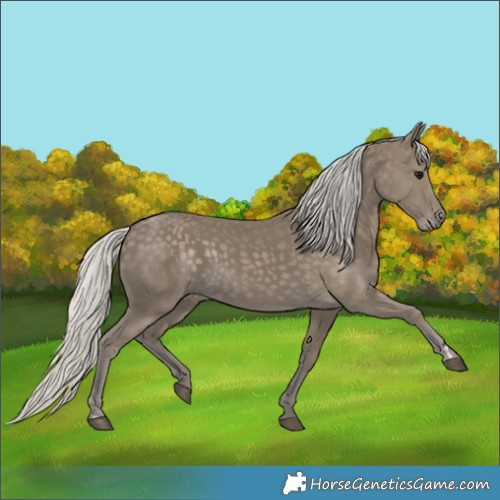 Horse Color:Silver Smoky Black 