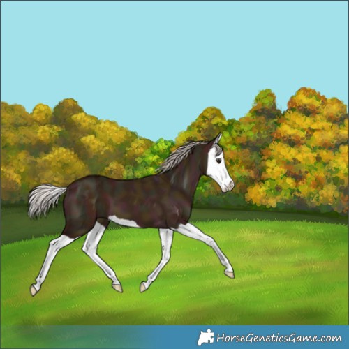 Horse Color:Midnight Silver Bay Dun Splash 
