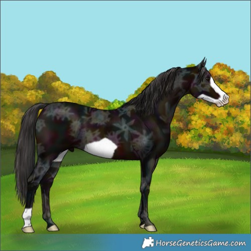 Horse Color:Midnight Brown Ice Frame 