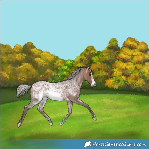 Horse Color:Silver Brown Ice Roan Frame 