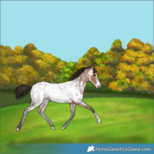 Horse Color:Bay Ice Roan Frame Appaloosa 