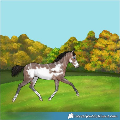 Horse Color:Gray Bay Ice Frame 