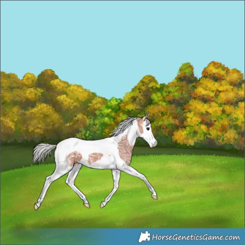 Horse Color:Silver Bay Ice Splash Tobiano 