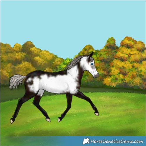 Horse Color:Gray Midnight Silver Bay Frame 