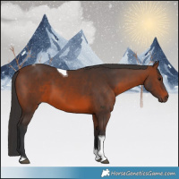 Horse Color:Brown Tobiano 
