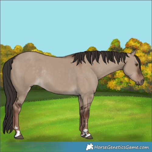 Horse Color:Liver Red Dun Rabicano 