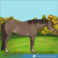 Horse Color:Liver Red Dun Rabicano 