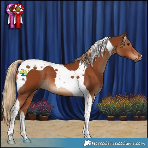 Horse Color:Chestnut Tobiano 