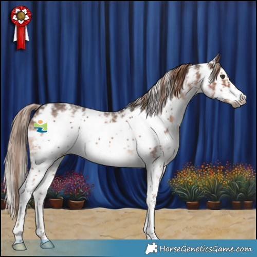 Horse Color:Liver Chestnut Sabino Frame 