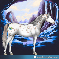 Horse Color:Red Dun Splash Near Leopard 