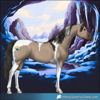 Horse Color:Liver Red Dun Tobiano 