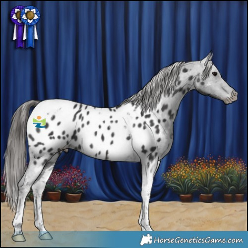 Horse Color:Black Tobiano Appaloosa 