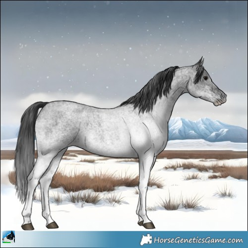 Horse Color:White Spotted Blue Roan 
