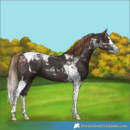 Horse Color:Liver Chestnut Splash Tobiano 