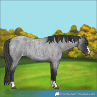 Horse Color:Blue Roan Varnish 