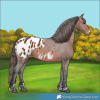 Horse Color:Bay Appaloosa 