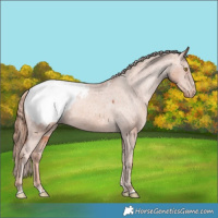 Horse Color:Gold Champagne Appaloosa 
