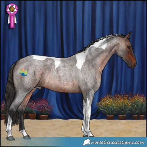 Horse Color:Brown Roan Tobiano 
