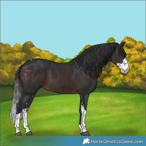 Horse Color:Brown Sabino Tobiano 