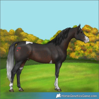 Horse Color:Brown Sabino Tobiano Appaloosa