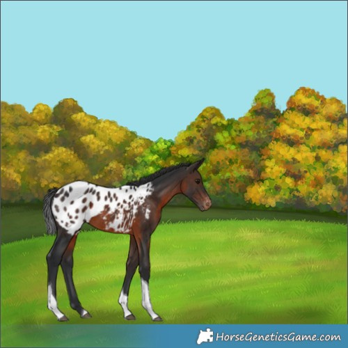 Horse Color:Brown Tobiano Appaloosa 