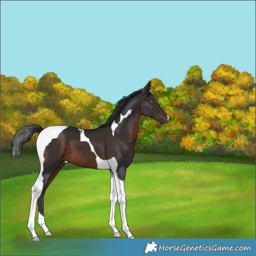 Horse Color:Brown Tobiano 