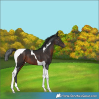 Horse Color:Brown Tobiano 