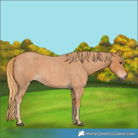 Horse Color:Red Roan 