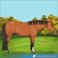 Horse Color:Bay 