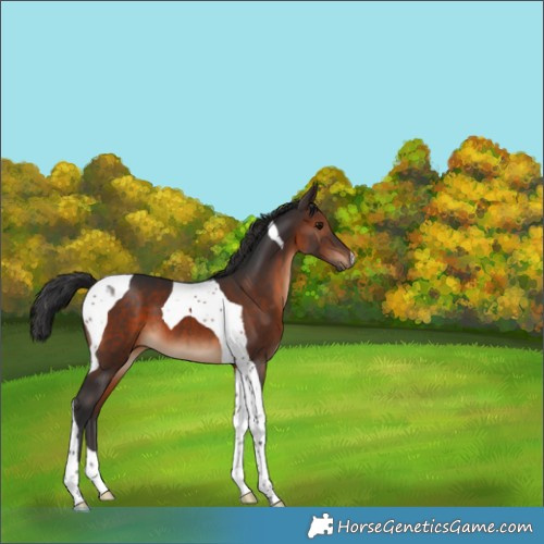 Horse Color:Brown Tobiano 