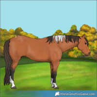 Horse Color:Bay Tobiano 