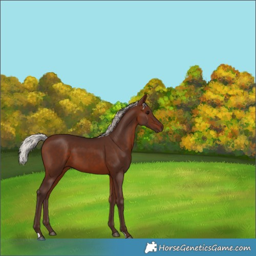 Horse Color:Silver Brown 