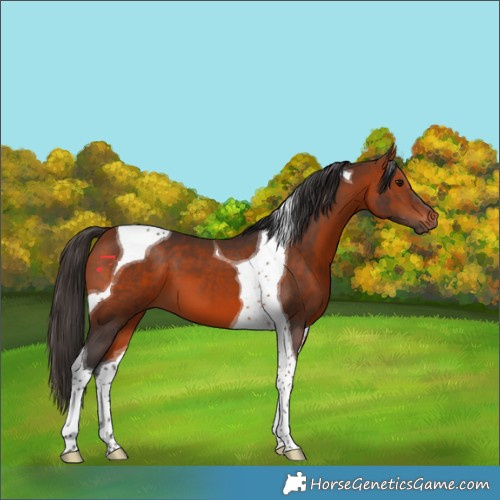 Horse Color:Bay Tobiano 