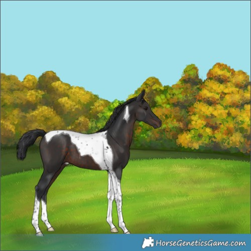 Horse Color:Brown Tobiano 