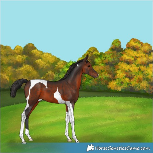 Horse Color:Brown Tobiano 