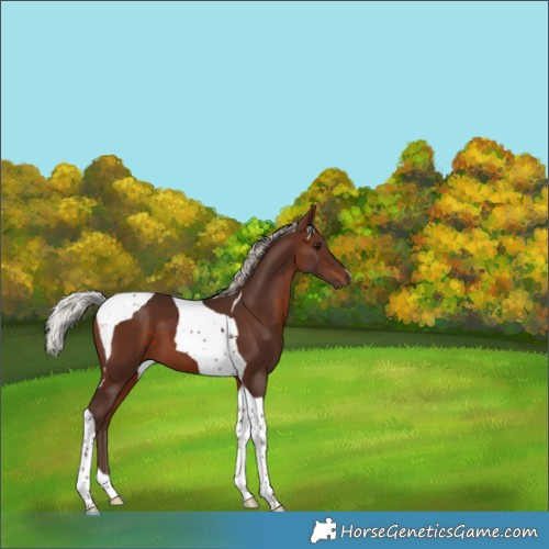 Horse Color:Silver Brown Tobiano 