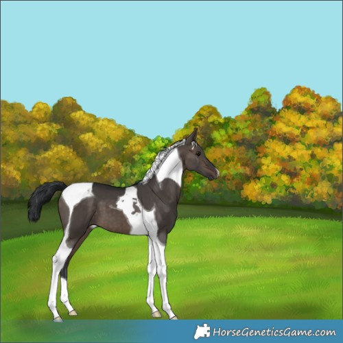 Horse Color:Brown Dun Tobiano 