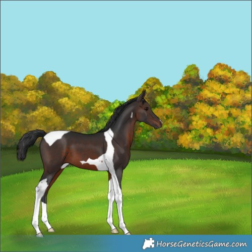 Horse Color:Brown Tobiano 
