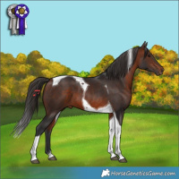 Horse Color:Bay Tobiano 