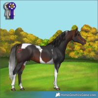 Horse Color:Bay Tobiano 