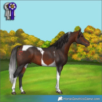 Horse Color:Bay Tobiano 