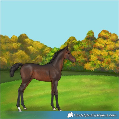 Horse Color:Brown 