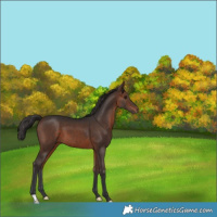 Horse Color:Brown 