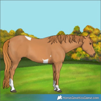 Horse Color:Chestnut Tobiano 