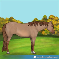 Horse Color:Red Dun 