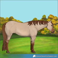 Horse Color:Red Dun 