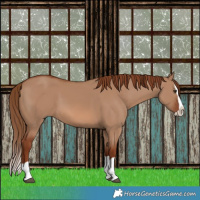 Horse Color:Red Dun Splash 