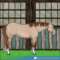 Horse Color:Red Dun Splash 